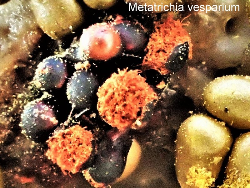 Metatrichia vesparium-amf2224.JPG - Metatrichia vesparium (entouré de Trichia varia) ; Syn1: Hemitrichia vesparium ; Syn2: Stemonitis vesparia ; Nom français: Métatrichie en nid